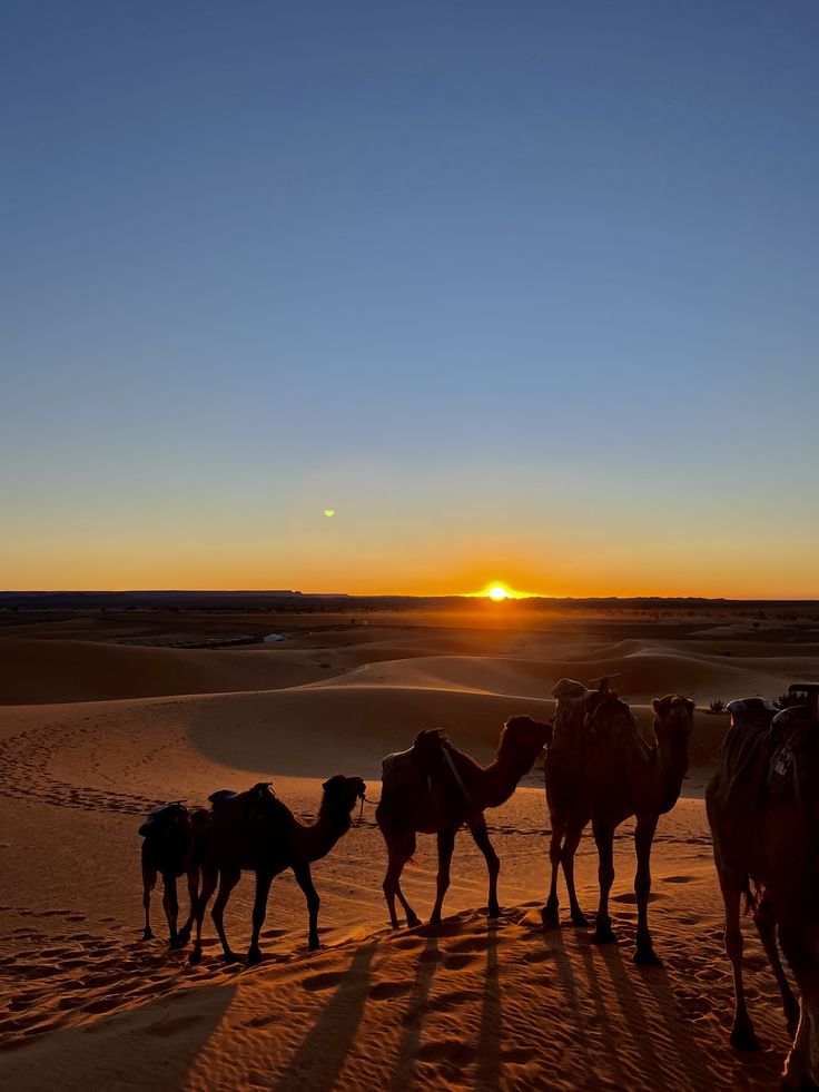 zagora desert tour