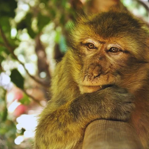 dream travel holiday packages