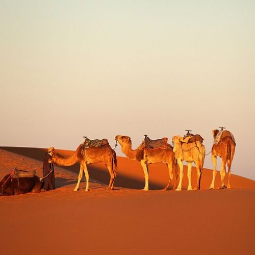 tailor made morocco tours