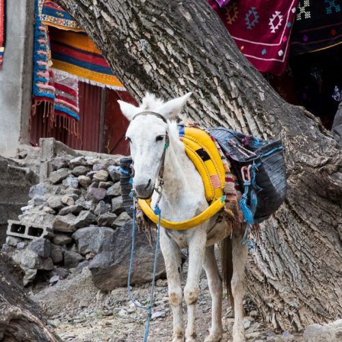 morocco nature tours